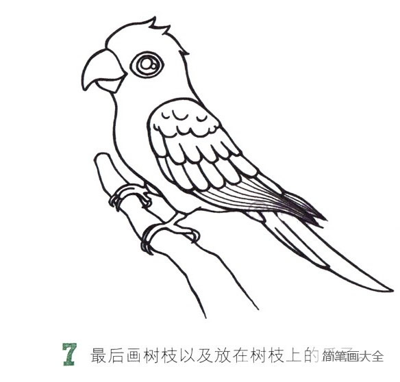 彩色漂亮的鹦鹉简笔画教程