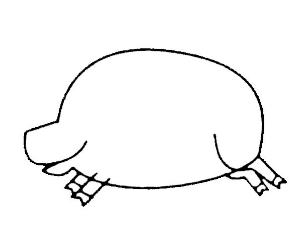 野猪简笔画步骤教程