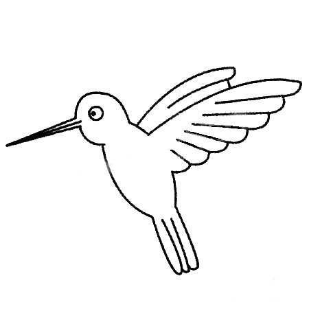 关于蜂鸟的儿童简笔画