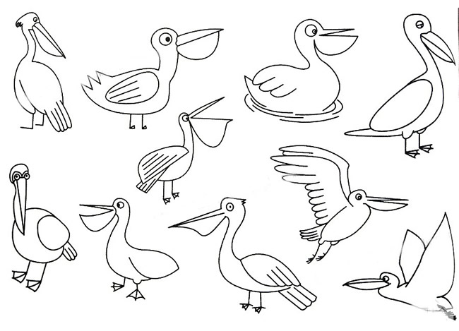 三步教你画简单的鹈鹕