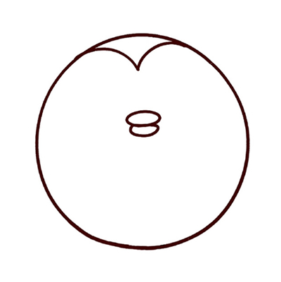 圆滚滚的猫头鹰简笔画教程