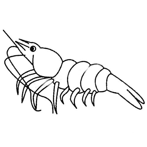 3张关于虾子的简笔画