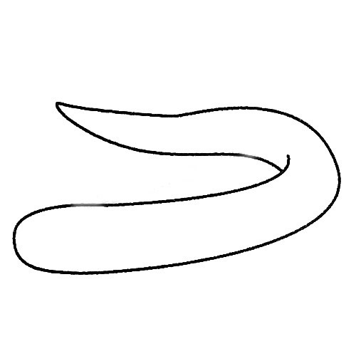 电鳗怎么画 电鳗简笔画步骤