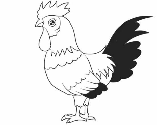 大公鸡简笔画步骤教程