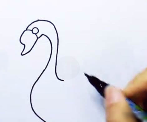 涂色的天鹅简笔画步骤