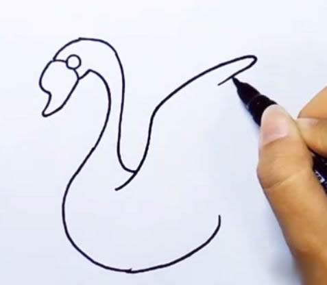 涂色的天鹅简笔画步骤