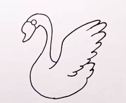 涂色的天鹅简笔画步骤