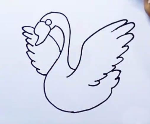 涂色的天鹅简笔画步骤