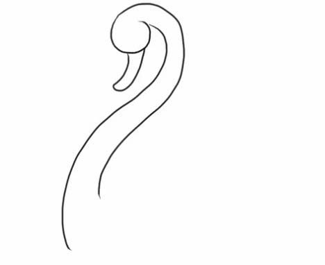 水中的白天鹅简笔画教程