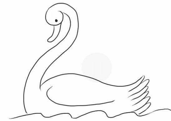 水中的白天鹅简笔画教程