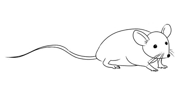 一组关于老鼠的简笔画大全