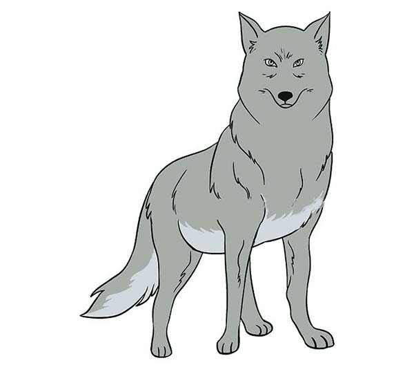 眼神犀利的狼简笔画