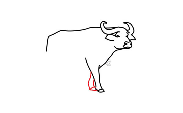 水牛简笔画步骤教程