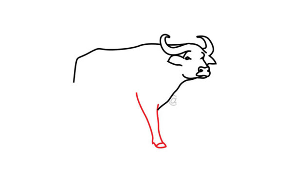 水牛简笔画步骤教程
