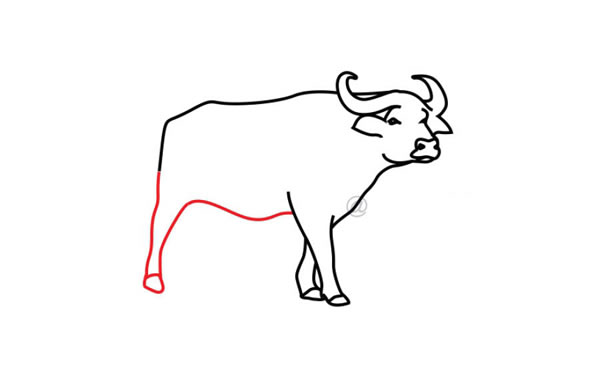 水牛简笔画步骤教程