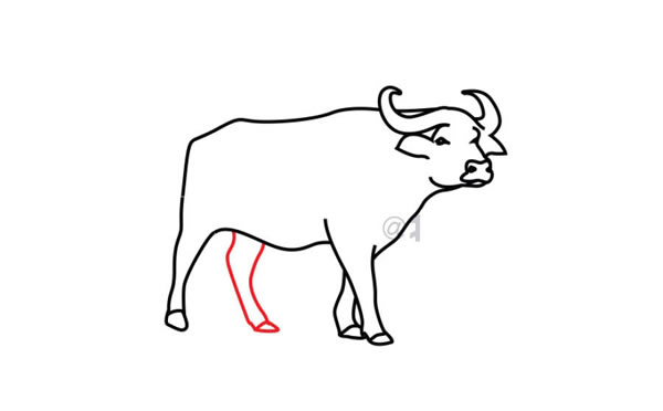水牛简笔画步骤教程