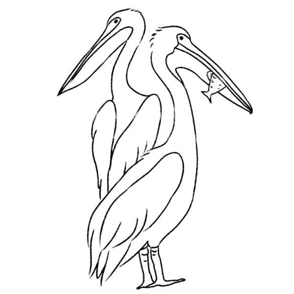吃鱼的鸬鹚简笔画