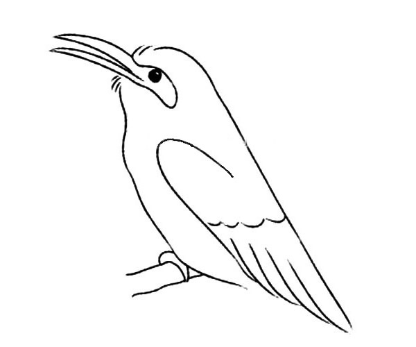 小喜鹊简笔画步骤教程