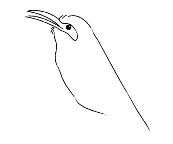 小喜鹊简笔画步骤教程