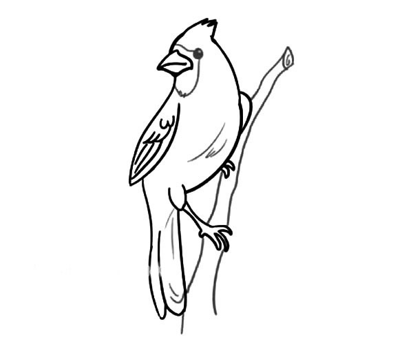 红色的麻雀简笔画