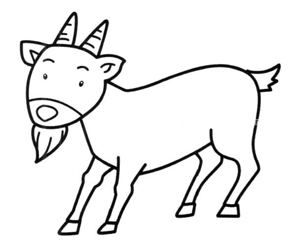 长胡子的成年山羊简笔画