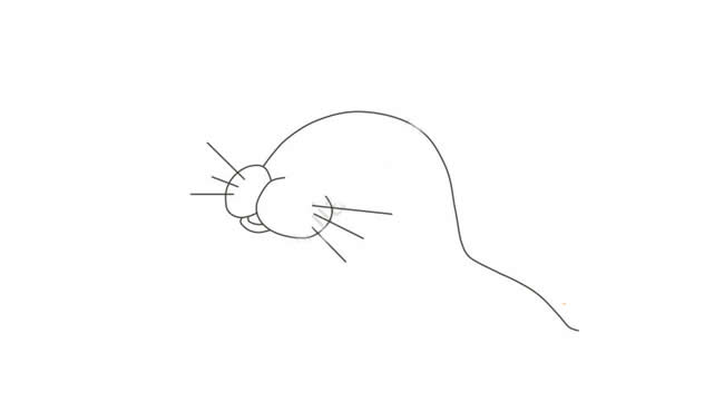 头顶球的海豹简笔画教程带涂色