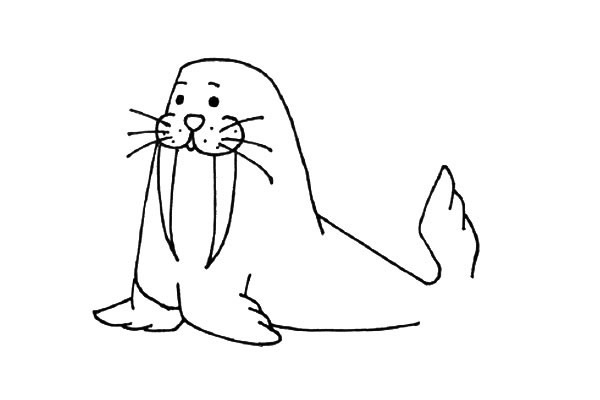 戴着帽子的海象简笔画教程