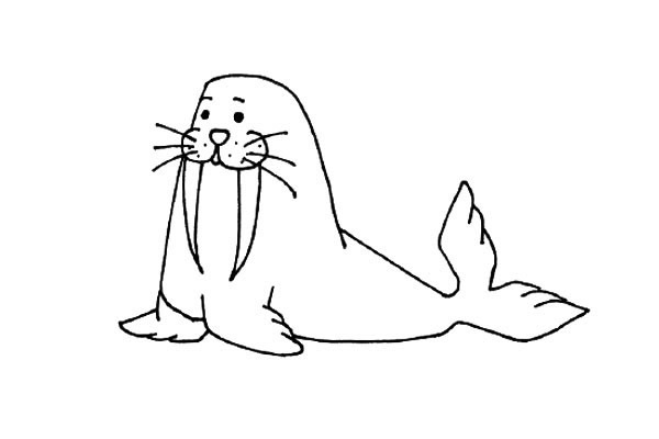 戴着帽子的海象简笔画教程