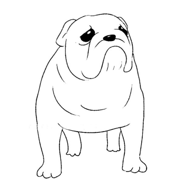 关于斗牛犬的儿童简笔画