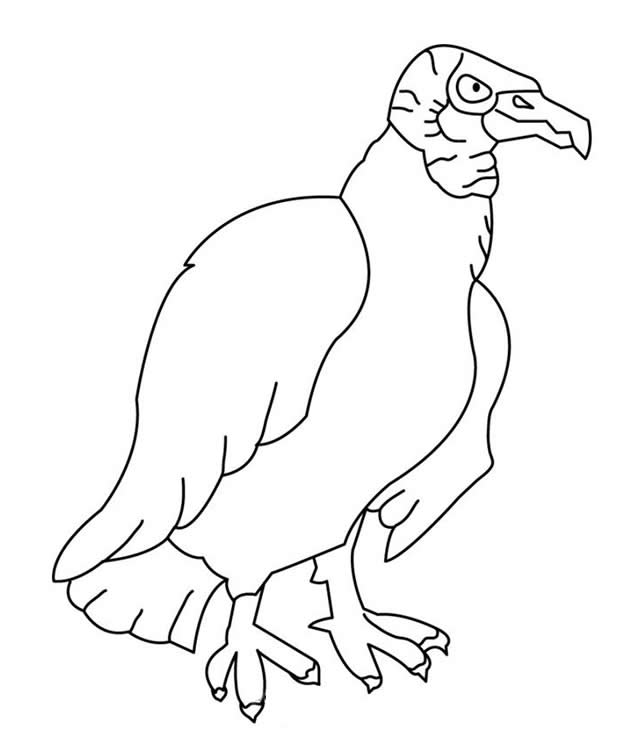 关于秃鹰的简笔画