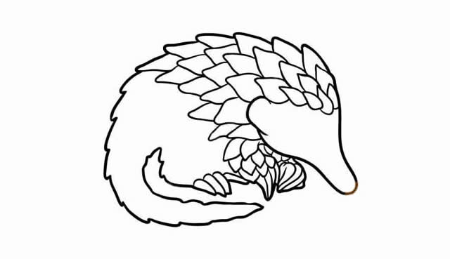 穿山甲怎么画 涂色的穿山甲简笔画教程