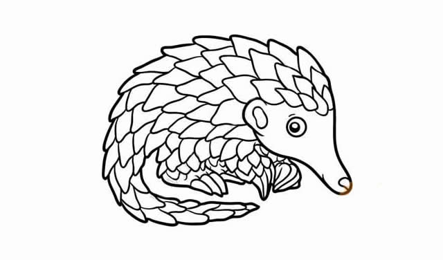 穿山甲怎么画 涂色的穿山甲简笔画教程
