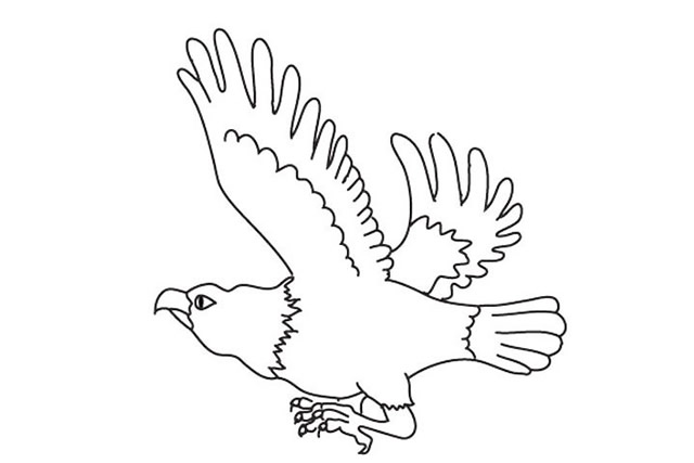 威猛帅气的老鹰简笔画步骤 威猛帅气的老鹰简笔画步骤