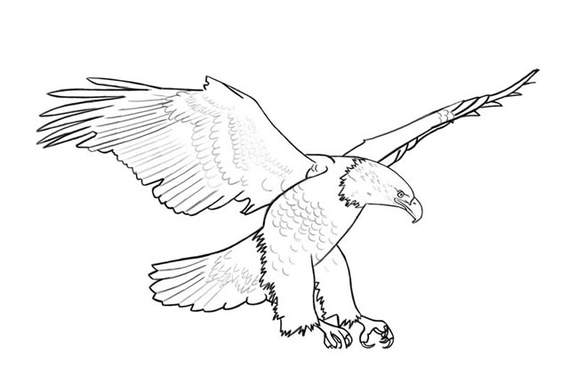 雄鹰展翅简笔画 凶猛的老鹰简笔画 雄鹰展翅简笔画 凶猛的老鹰简笔画