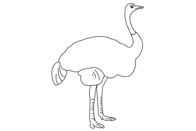 一步步教你画鸵鸟简笔画