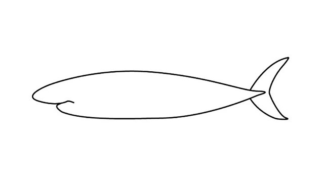 涂色的大白鲨简笔画步骤