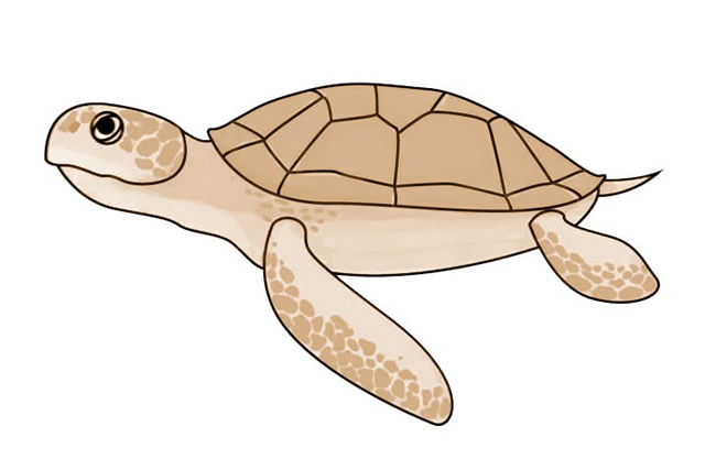 海龟怎么画 涂色的海龟简笔画步骤