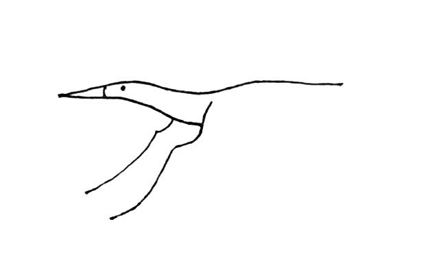 飞翔的丹顶鹤简笔画步骤