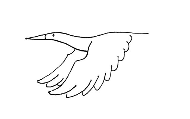 飞翔的丹顶鹤简笔画步骤