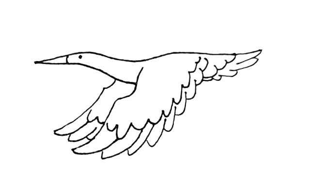 飞翔的丹顶鹤简笔画步骤