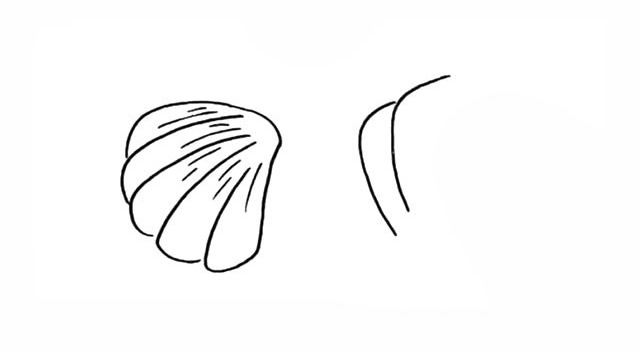 带颜色的漂亮贝壳简笔画教程