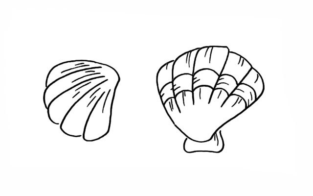 带颜色的漂亮贝壳简笔画教程