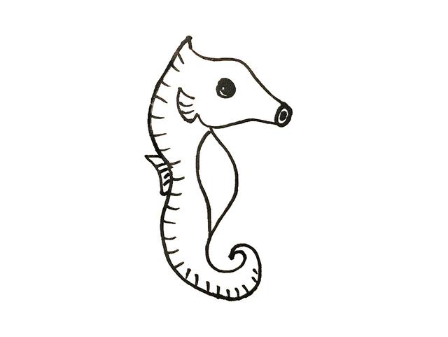 关于海马的简单画法