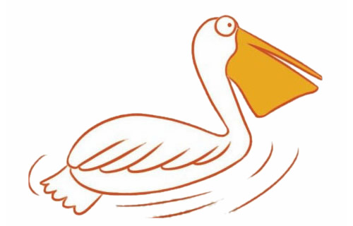 鹈鹕简笔画步骤教程【涂色】(鹈鹕图案)