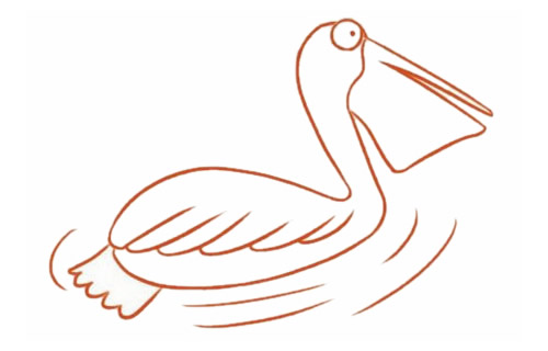 鹈鹕简笔画步骤教程【涂色】