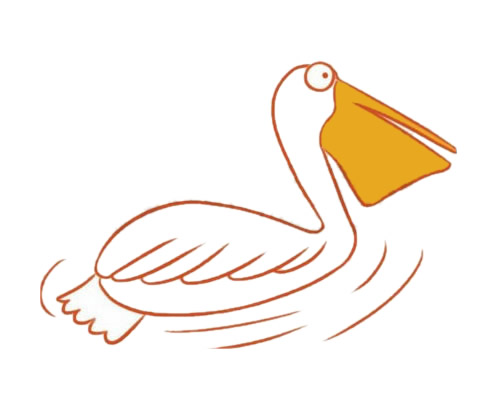 鹈鹕简笔画步骤教程【涂色】