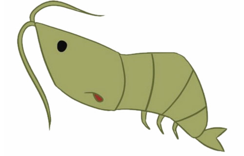 绿色卡通小虾简笔画步骤(小虾简笔画涂色)