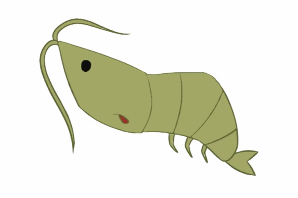 绿色卡通小虾简笔画步骤