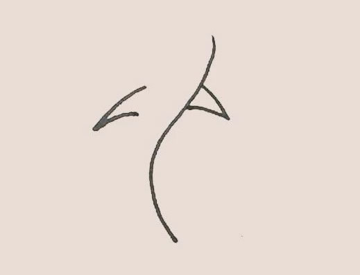 涂色的旗鱼简笔画教程 涂色的旗鱼简笔画教程