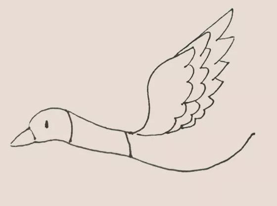大雁简笔画教程【涂色】